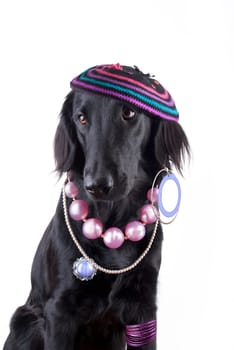 A Lady Dog dressed out and with many Jewels, Isolated
