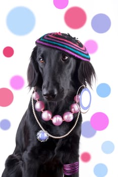 A Dog Dressed out as a Lady with Jewels