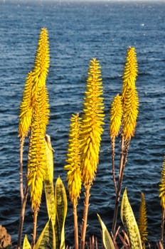 Flowers Of The Aloe Vera Plant on a Water Background