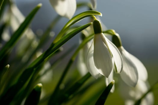Snowdrops