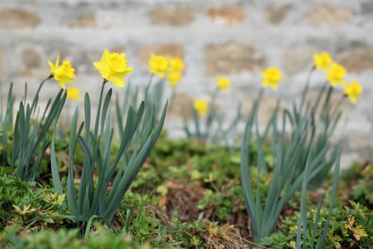 Details of a group of spring flowers, the jonquil.