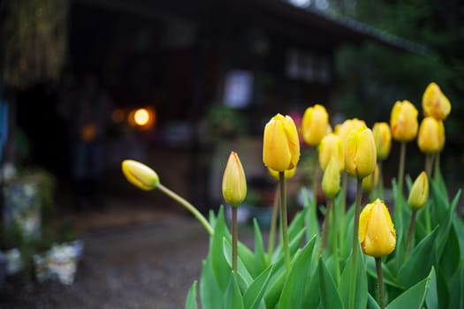 Beautiful tulip with bokeh for adv or others purpose use