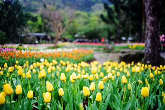 Beautiful tulip with bokeh for adv or others purpose use