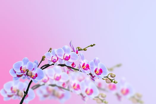 Magic purple blue orchids flower on blurred background with copy-space for text