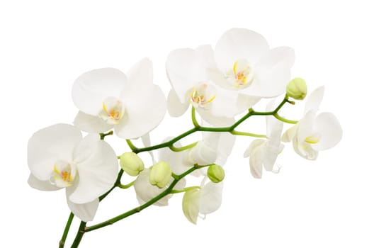 Long branches of bouquet delicate white orchid flowers isolated