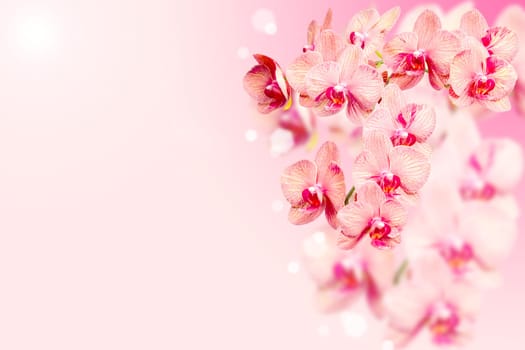 Bunch of orchids flowers on pink blurred background with free area for your text