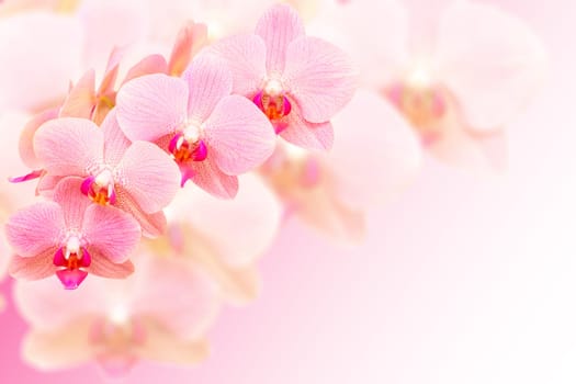 Exotic pink spotted orchid flowers on blurred background with free place for copy-space your text