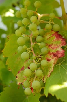 Young green grapes