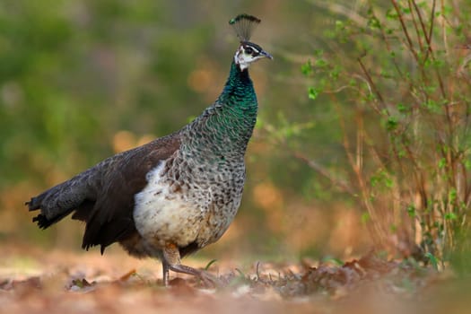 Blue Peacock