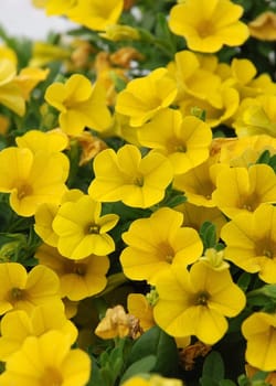 Petunias
