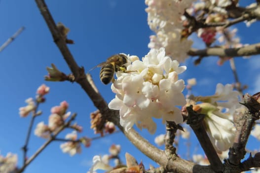 Bee on Scented Snowball - Viburnum farreri