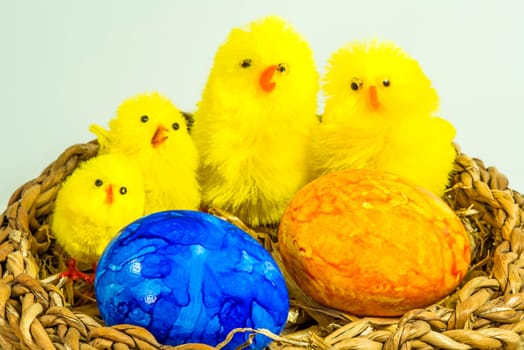 Easter nest with eggs and chicks