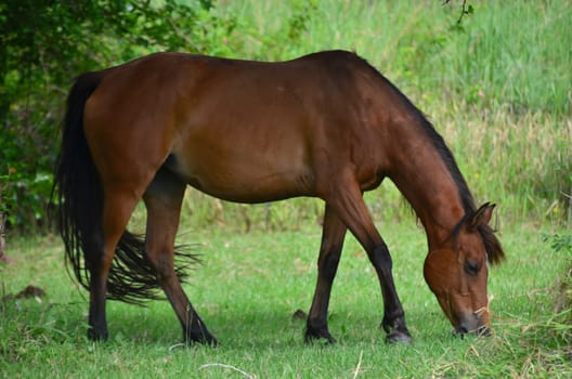 rosi grazing