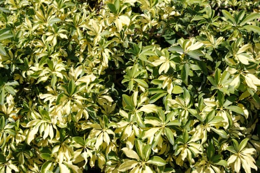 Sunny background of variegated schefflera growing outdoors in Florida nature.