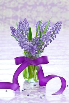 Fresh grape hyacinths in small vase with purple bow
