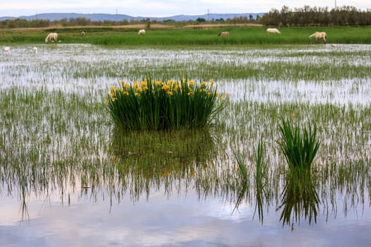 sunrise in the wetlands of Roses, Catalonia, Spain