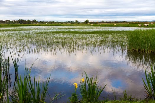 sunrise in the wetlands of Roses, Catalonia, Spain