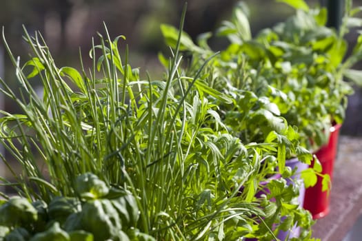Fresh herbs on the balcony
