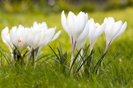 Spring - Gorgeous flowering crocuses