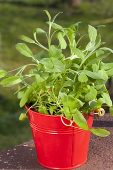 Tin bucket with oregano plant on balcony