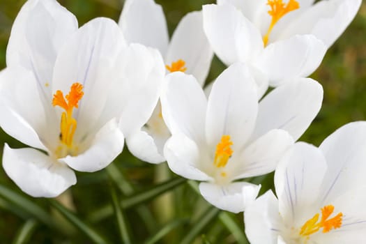 Close-up of flowering crocuses