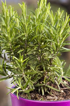 Rosemary in a flower pot