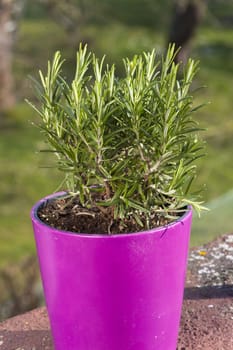 Rosemary herb plant on the balcony