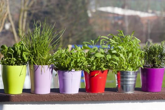 Herbs in pots and buckets on the balcony