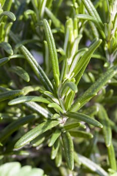 Needles on the branch of rosemary