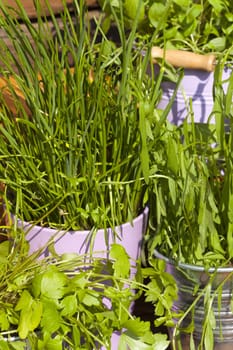 Fresh kitchen herbs stand in the sunlight