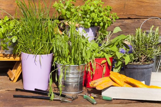 Various kitchen herbs in pots