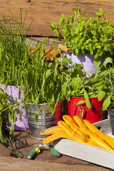 Fresh kitchen herbs in pots are in the garden