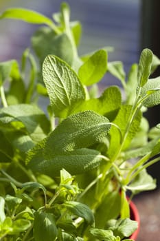 Fresh oregano in a flower pot