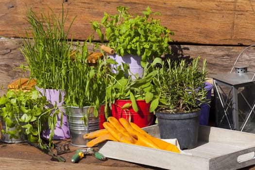 Fresh herbs stand on table in front of a garden foliage