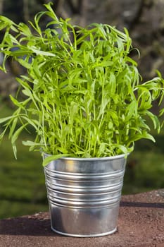 Sage plant in a bucket on balcony