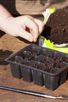 Hand gives seeds of herbs in soil