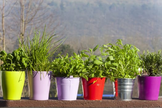Fresh kitchen herbs in pots on the balcony