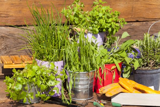 Herbs in pots stand in front of a garden hut