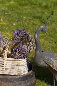 Lavender in a basket on an old wine barrel in the garden