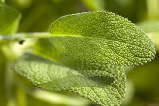 Macro absorption leaves from oregano
