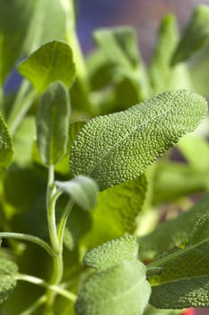 Close-up of oregano leaves in daylight