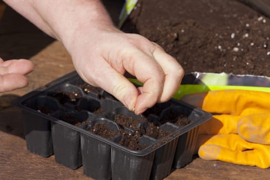 Lay seeds for herbs in plant soil