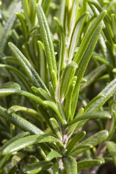 Macro absorption of needles on the rosemary branch