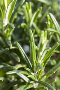 Close-up of a rosemary branch