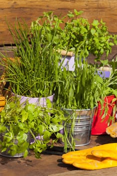 Herbs and garden gloves in the garden