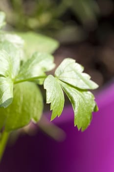 Liebstöckel Macroaufnhame of a leaf