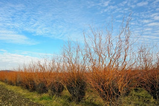 Corkscrew pasture on a plantation