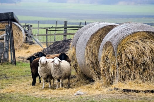 Five sheep on a farm