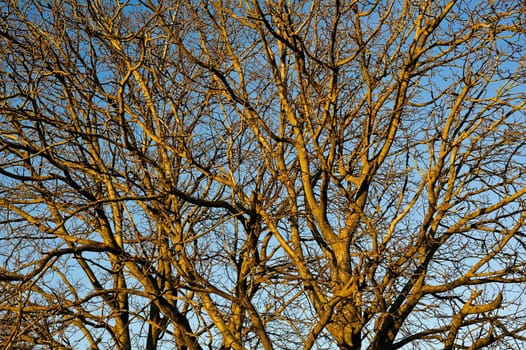 Many branches of a tree