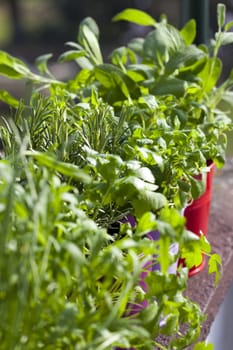 Fresh kitchen herbs in pots on the balcony